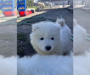 Samoyed Puppy for sale in MONTPELIER, ID, USA