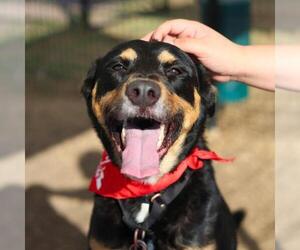 Rottweiler-Unknown Mix Dogs for adoption in San Antonio, TX, USA