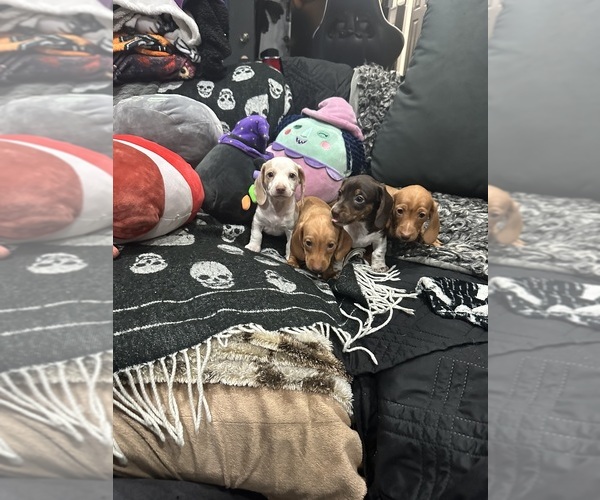 Medium Photo #1 Dachshund Puppy For Sale in TRACY, CA, USA