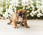 Bella - Female English Bulldog Puppy for Sale - Photo #6