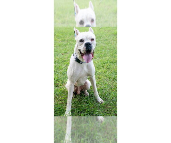 Medium Photo #13 Boxer Puppy For Sale in Austin, TX, USA