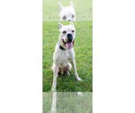 Small #12 Boxer
