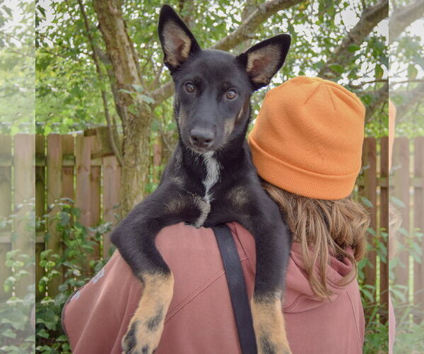 Medium Photo #5 Siberian Husky-Unknown Mix Puppy For Sale in Huntley, IL, USA