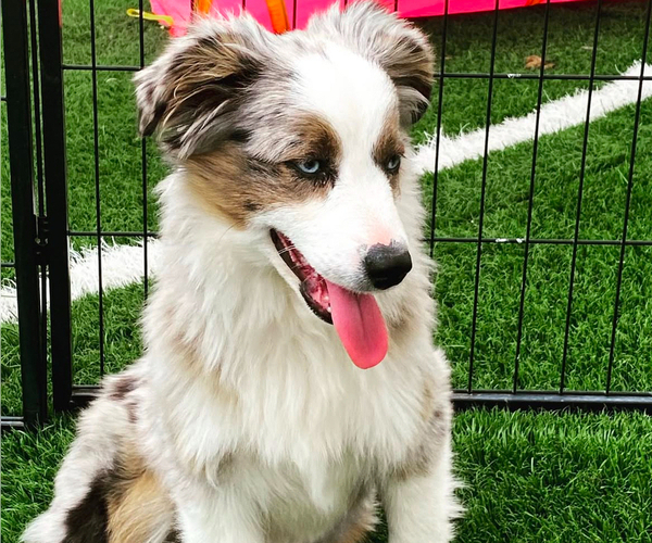 Medium Photo #1 Aussiedoodle Miniature  Puppy For Sale in MENIFEE, CA, USA