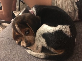 Beagle Puppy for sale in BALTIMORE, MD, USA