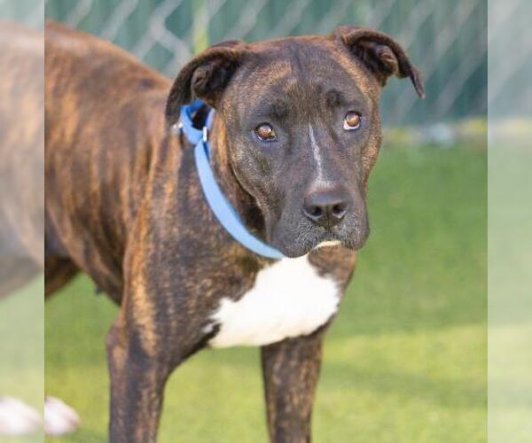 Medium Photo #1 Mutt Puppy For Sale in Camarillo, CA, USA