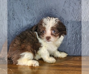 Peke-A-Poo Puppy for sale in JONESBORO, AR, USA