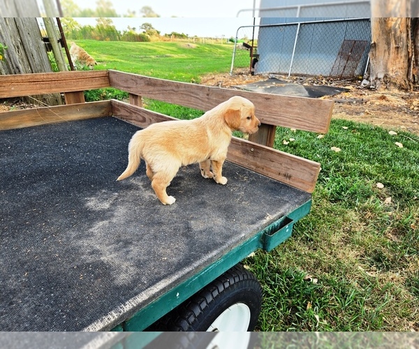 Medium Photo #5 Golden Retriever Puppy For Sale in LEON, KS, USA