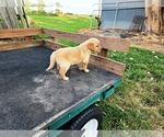 Small #4 Golden Retriever