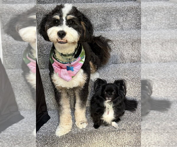 Medium Photo #2 Chion Puppy For Sale in Springdale, PA, USA