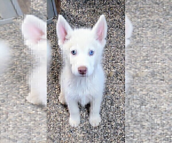 Medium Photo #3 Siberian Husky Puppy For Sale in TUCSON, AZ, USA
