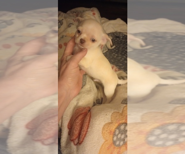 Medium Photo #6 Chihuahua Puppy For Sale in DAYTON, OH, USA