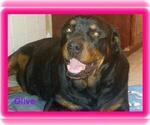 Small Photo #1 Rottweiler Puppy For Sale in COLUMBIA, MO, USA