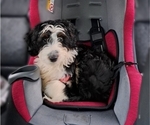 Small Photo #2 Miniature Bernedoodle Puppy For Sale in FREDERICKSBURG, OH, USA