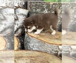 Small #8 Pomsky