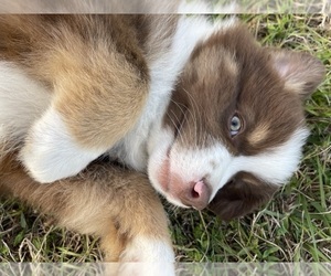 Miniature Australian Shepherd Puppy for sale in OCALA, FL, USA