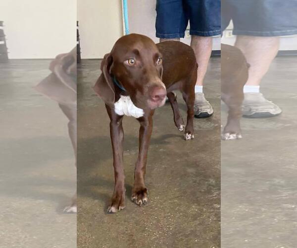 Medium Photo #2 Beagle-German Shorthaired Pointer Mix Puppy For Sale in Rockwall, TX, USA