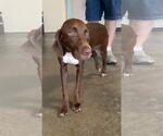Small #1 Beagle-German Shorthaired Pointer Mix