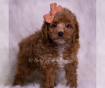Puppy AKC Misocute Poodle (Toy)