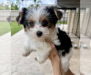 Mary Parti Yorkie Hypoallergenic - Female Mutt Dog for Adoption - Photo #4