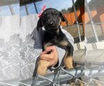 Small Photo #2 Shepradors Puppy For Sale in SHERBURNE, NY, USA