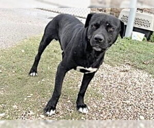 Mutt Dogs for adoption in Houston, TX, USA