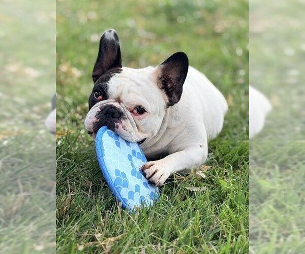 Medium Photo #1 French Bulldog Puppy For Sale in Brights Grove, Ontario, Canada