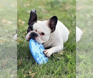 French Bulldog Dogs for adoption in Brights Grove, Ontario, Canada