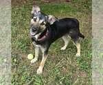 Small #16 Mutt