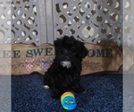 Small #2 YorkiePoo
