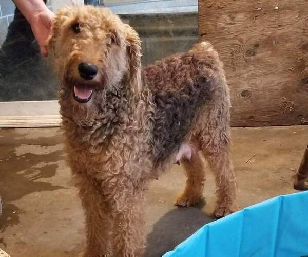 Medium Photo #1 Airedale Terrier Puppy For Sale in STEEDMAN, MO, USA