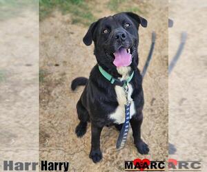 Labrottie Dogs for adoption in Maryville, TN, USA