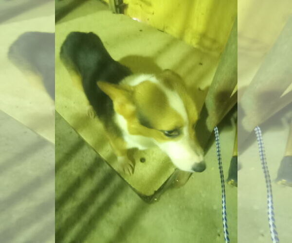 Medium Photo #1 Pembroke Welsh Corgi Puppy For Sale in Bonifay, MO, USA