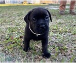 Small Photo #49 Rotticorso Puppy For Sale in REEVESVILLE, SC, USA