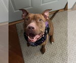 Small #8 Bullboxer Pit