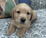 Puppy Dulce Golden Labrador