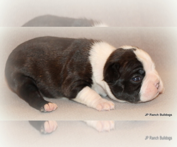 Medium Photo #16 Boston Terrier Puppy For Sale in WINNSBORO, TX, USA
