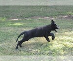 Small #1 German Shepherd Dog