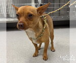 Small #1 Chihuahua Mix
