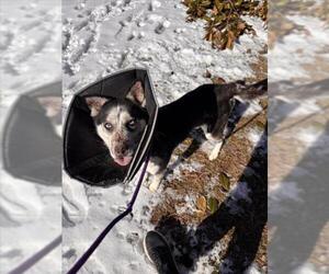Siberian Husky Dogs for adoption in Derwood, MD, USA