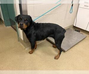 Rottweiler Dogs for adoption in Santa Maria, CA, USA