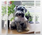 Small Photo #1 Schnauzer (Miniature) Puppy For Sale in CONVERSE, TX, USA