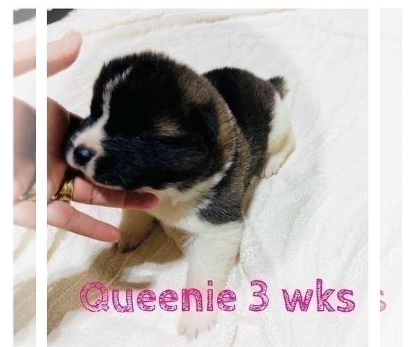 Medium Photo #15 Akita Puppy For Sale in BUTLER, PA, USA