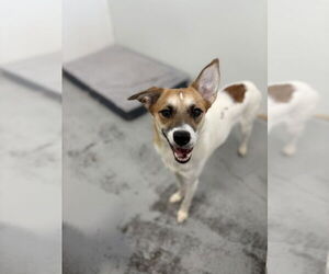 Luna 2024 - Female Jack Russell Terrier Dog for Adoption - Photo #2