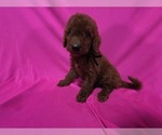 Small #1 Goldendoodle