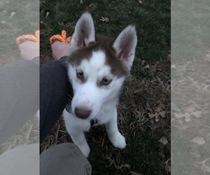 Siberian Husky Puppy for sale in RUSSIAVILLE, IN, USA