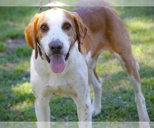 Treeing Walker Coonhound Dogs for adoption in Tallahassee, FL, USA
