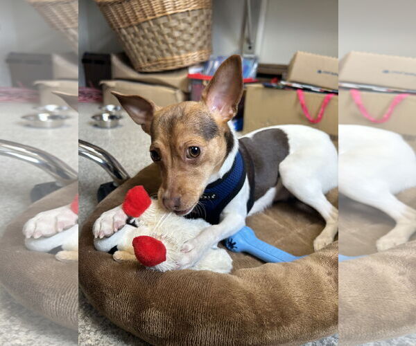 Medium Photo #2 Mutt Puppy For Sale in Lancaster, PA, USA