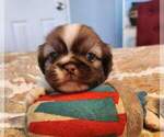 Small Photo #2 Pekingese Puppy For Sale in TURKEY, NC, USA