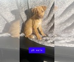 Puppy 0 American Pit Bull Terrier-Siberian Husky Mix
